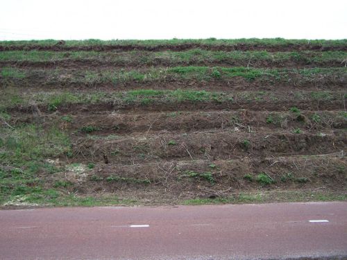 Westervoortse sawah