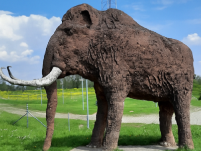 mammoet op de Kandiadijk in Groessen