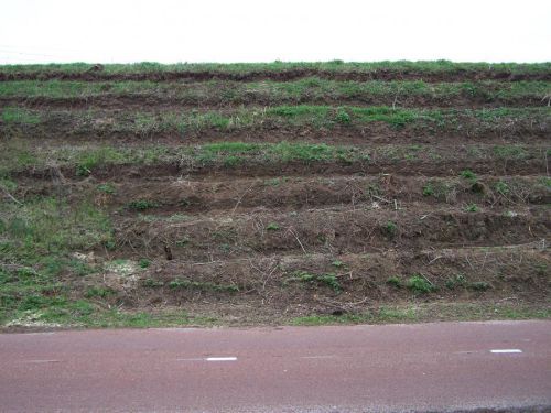 Westervoortse sawah