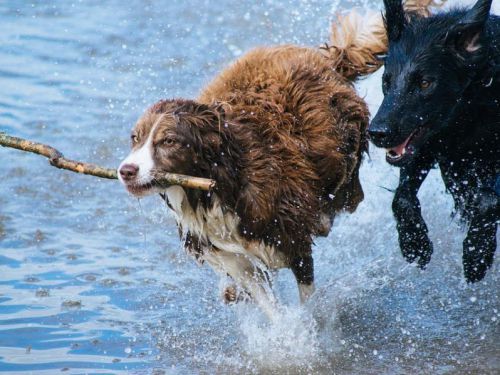 Twee honden rennen door water met stok